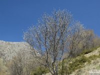 2026-04-18 Velino da S. Maria in Valle 211
